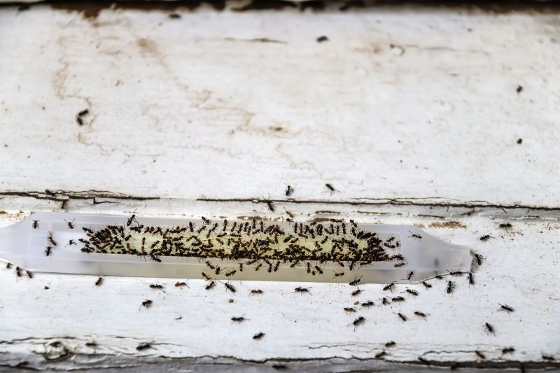 Ants Extermination Service detail