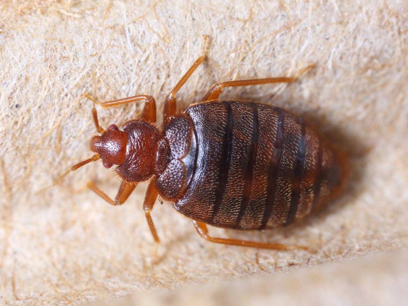 Bed Bug Extermination detail