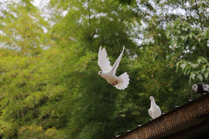 Commercial Bird Removal detail