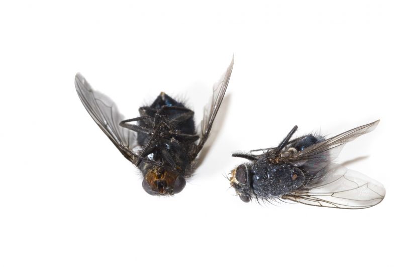 Fly Extermination detail