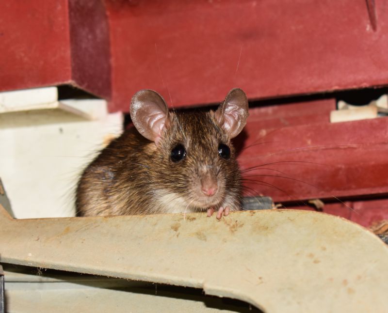 Mice Extermination Service detail