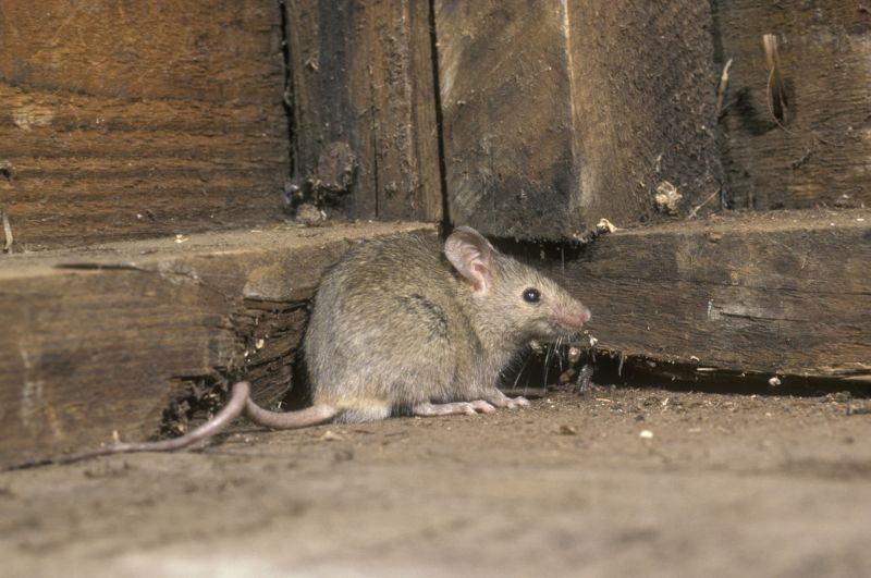 Mice Extermination Service detail