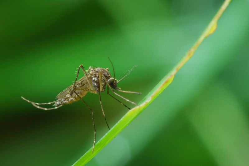 Mosquito Control Service detail