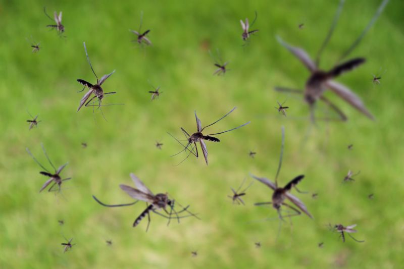 Mosquito Control Service detail