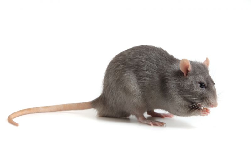 Rats Removal detail