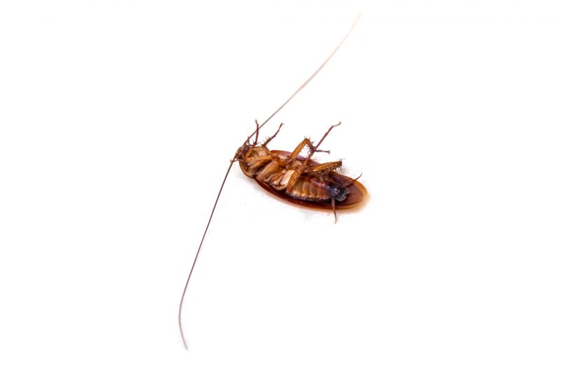 Roach Extermination detail