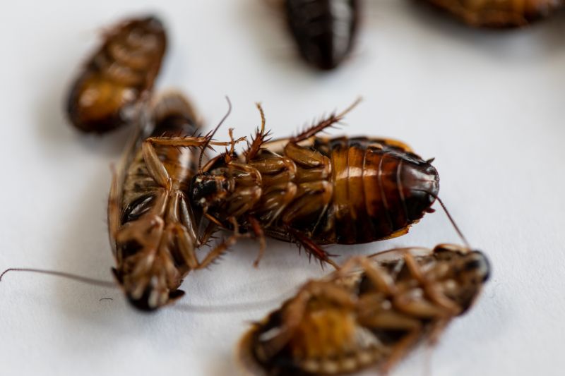Roach Extermination detail