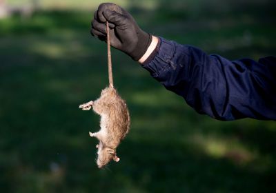 Rodent Extermination Service detail