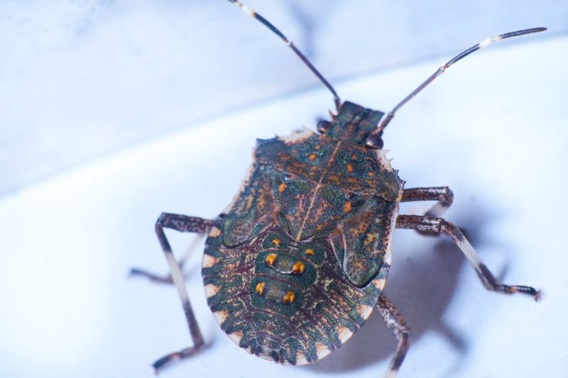 Stinkbug Extermination Service detail