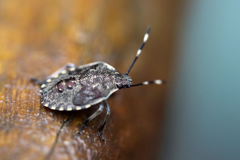 Stinkbug Extermination Service detail