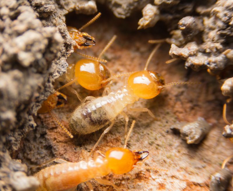 Termite Fumigation detail