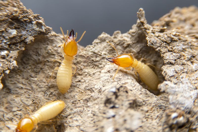 Termite Inspection Service detail